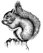 squirrel